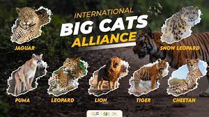 International Big Cat Alliance