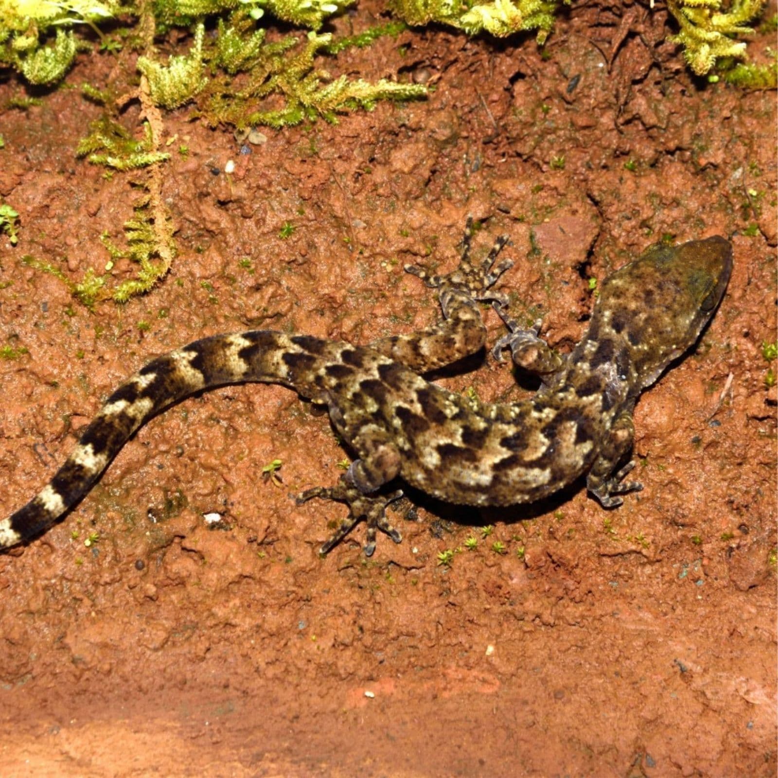 New Species of Gecko