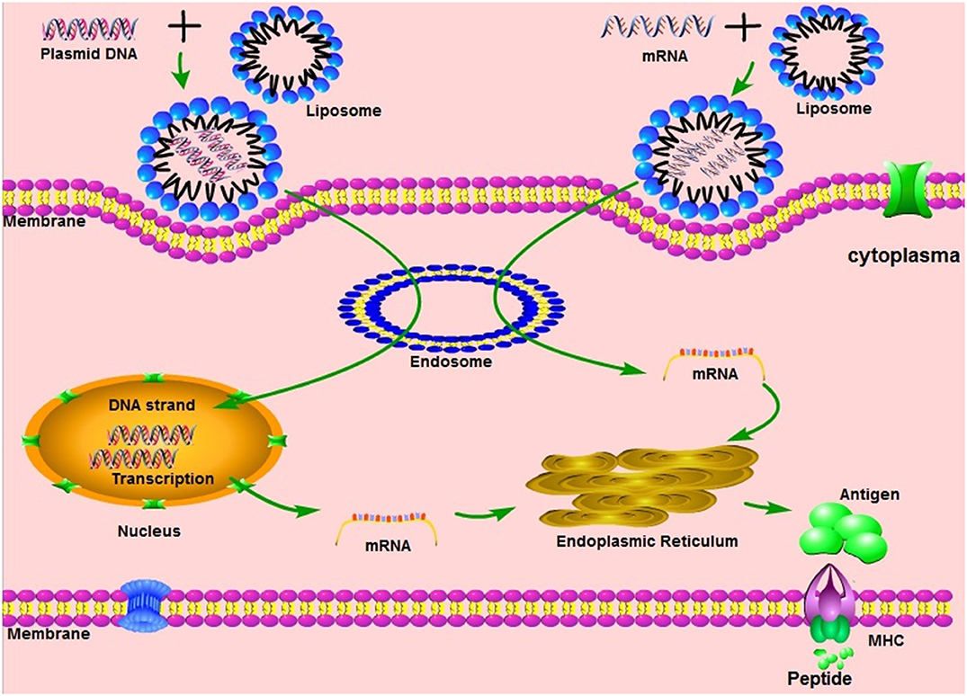 COVID -19 mRNA Vaccine