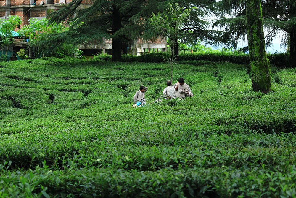 Kangra Tea