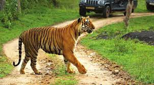 Bandipur Tiger Reserve