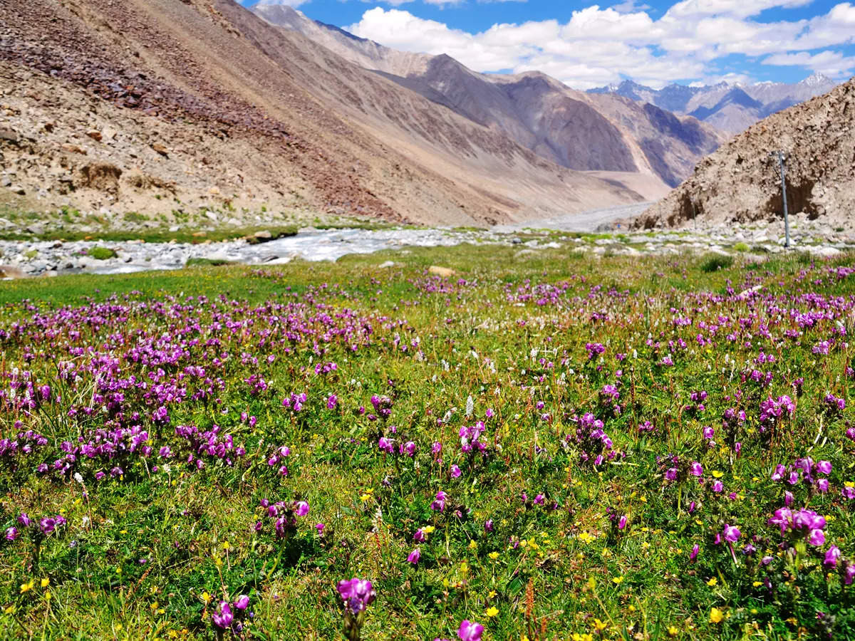 Aromatic Garden