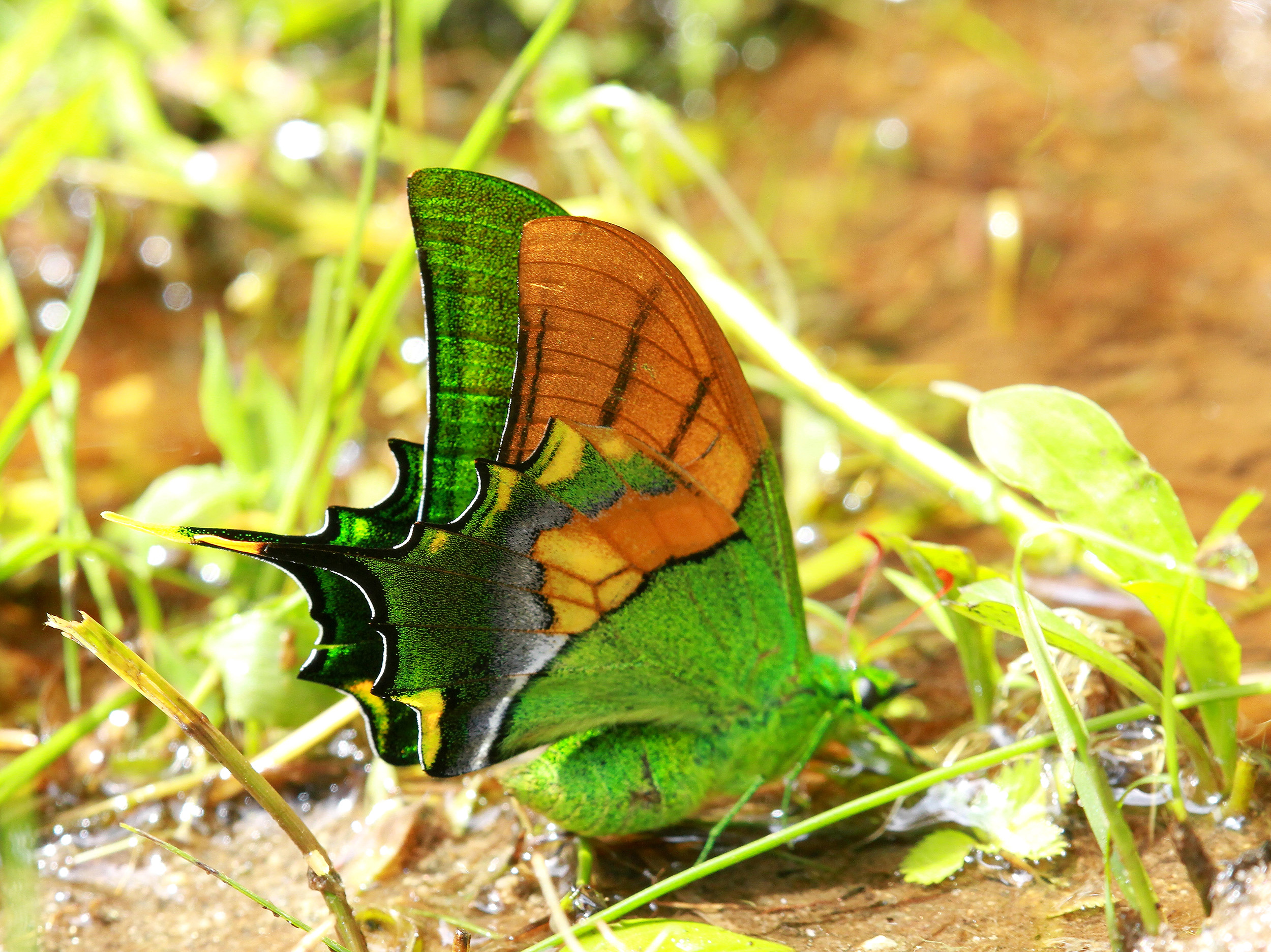 Arunachal Pradesh State Butterfly