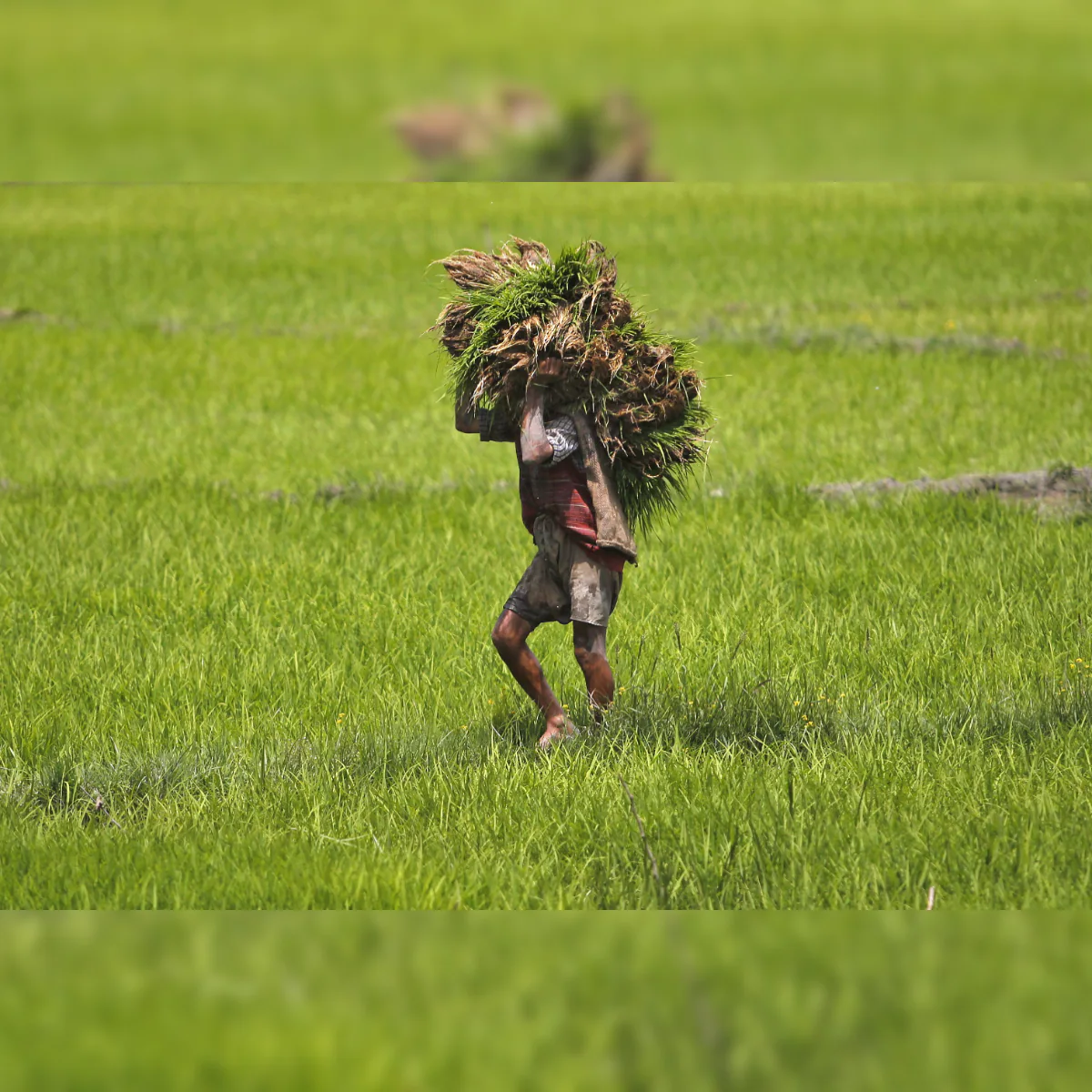 Tamil Nadu Mission on sustainable green cover in farm lands